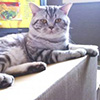 Anahata - British Shorthair Cattery