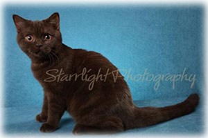 Anahata - British Shorthair Cattery and British Shorthair Kittens