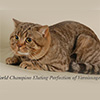 Anahata - British Shorthair Cattery