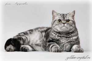 Anahata - British Shorthair Cattery