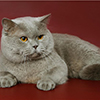 Anahata - British Shorthair Cattery