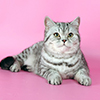 Anahata - British Shorthair Cattery