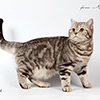 Anahata - British Shorthair Cattery