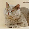 Anahata - British Shorthair Cattery
