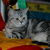 Anahata - British Shorthair Cattery