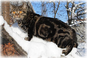 Anahata - British Shorthair Cattery