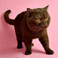Anahata - British Shorthair Cattery
