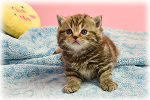 Anahata - British Shorthair Cattery and British Shorthair Kittens