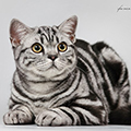 Anahata - British Shorthair Cattery