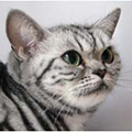 Anahata - British Shorthair Cattery