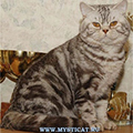 Anahata - British Shorthair Cattery