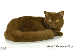 Anahata - British Shorthair Cattery