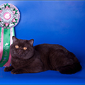 Anahata - British Shorthair Cattery