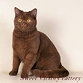 Anahata - British Shorthair Cattery