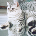 Anahata - British Shorthair Cattery