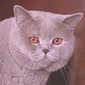 Anahata - British Shorthair Cattery