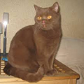 Anahata - British Shorthair Cattery
