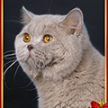 Anahata - British Shorthair Cattery