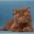 Anahata - British Shorthair Cattery