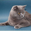 Anahata - British Shorthair Cattery