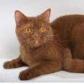 Anahata - British Shorthair Cattery