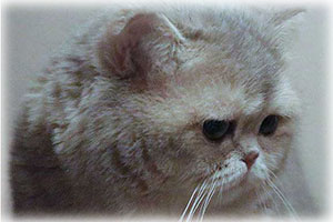 Anahata - British Shorthair Cattery