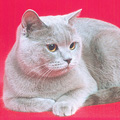 Anahata - British Shorthair Cattery