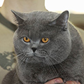 Anahata - British Shorthair Cattery