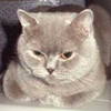 Anahata - British Shorthair Cattery