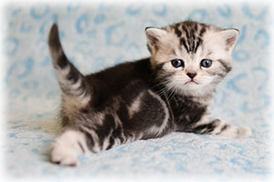 Anahata - British Shorthair Cattery and British Shorthair Kittens