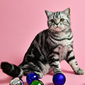 Anahata - British Shorthair Cattery