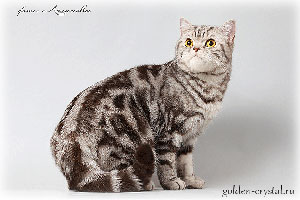 Anahata - British Shorthair Cattery