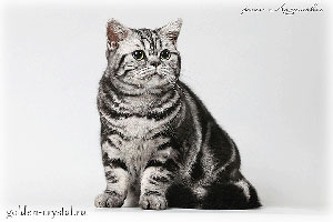 Anahata - British Shorthair Cattery