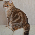 Anahata - British Shorthair Cattery