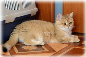 Anahata - British Shorthair Cattery