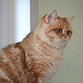 Anahata - British Shorthair Cattery