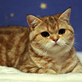 Anahata - British Shorthair Cattery