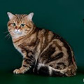 Anahata - British Shorthair Cattery