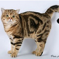 Anahata - British Shorthair Cattery