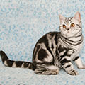 Anahata - British Shorthair Cattery