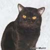 Anahata - British Shorthair Cattery