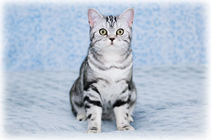 Anahata - British Shorthair Cattery