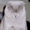 Anahata - British Shorthair Cattery