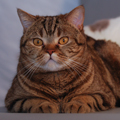 Anahata - British Shorthair Cattery