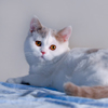 Anahata - British Shorthair Cattery