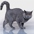 Anahata - British Shorthair Cattery