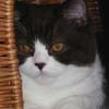 Anahata - British Shorthair Cattery