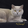 Anahata - British Shorthair Cattery
