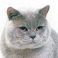 Anahata - British Shorthair Cattery