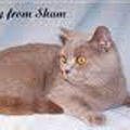 Anahata - British Shorthair Cattery